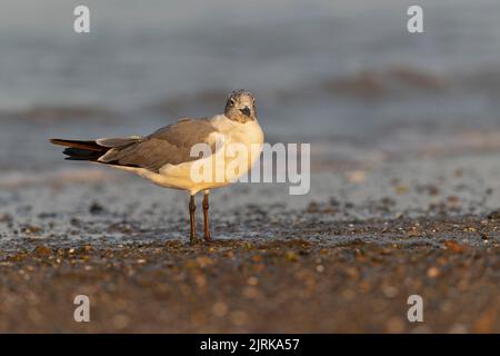 An adult laughing gull (Leucophaeus atricilla) perched and foraging on the beach. Stock Photo