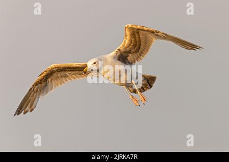 An American herring gull (Larus smithsonianus) flying above Revere beach. Stock Photo