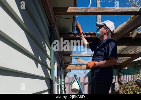 Painting preparation, an adult man is up a ladder scraping loose paint off a bargeboard on a weatherboard house Stock Photo