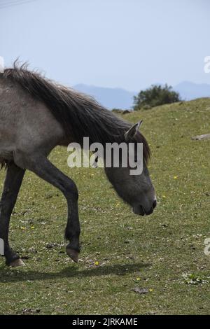 Closeup side view of a gray horse waking in the mountain Stock Photo