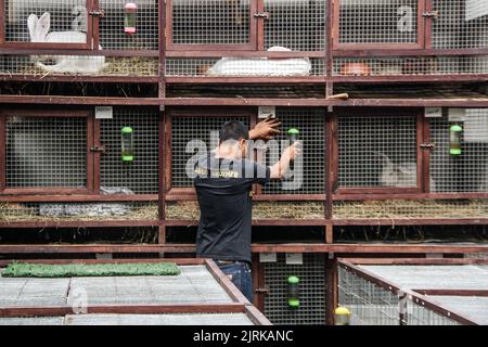 Lembang, West Java, Indonesia. 25th Aug, 2022. Breeders display the ...