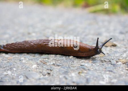 Snail close up. Snail on path. Wildlife, macro. Homeless snail. Stock Photo