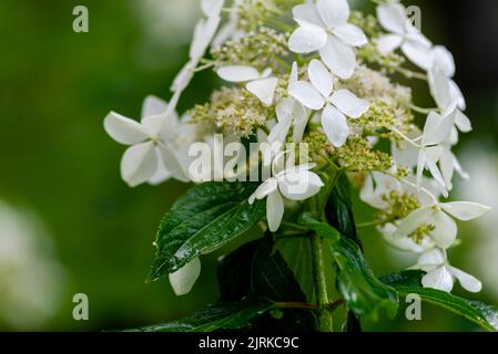 Japanese Hydrangea (Hydrangea petiolaris). Inflorescence Closeup Climbing Stock Photo