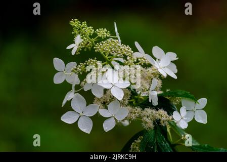 Japanese Hydrangea (Hydrangea petiolaris). Inflorescence Closeup Climbing Stock Photo