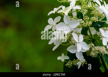 Japanese Hydrangea (Hydrangea petiolaris). Inflorescence Closeup Climbing Stock Photo