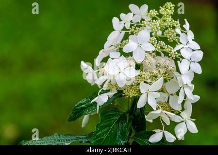 Japanese Hydrangea (Hydrangea petiolaris). Inflorescence Closeup Climbing Stock Photo