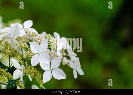 Japanese Hydrangea (Hydrangea petiolaris). Inflorescence Closeup Climbing Stock Photo