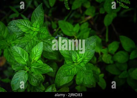 Mint leaves background. Green mint leaves pattern layout design. Ecology natural creative concept. Top view nature background  spearmint herbs growing Stock Photo