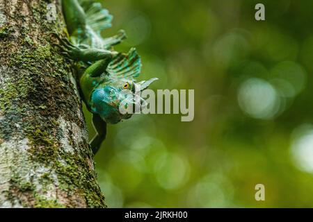 Green plumed basilisk with blue dots sitting on tree trunk in lush woods in summer Stock Photo