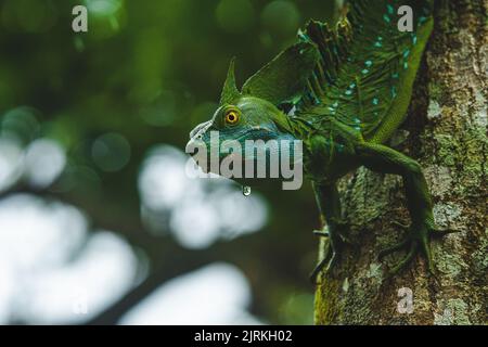 Green plumed basilisk with blue dots sitting on tree trunk in lush woods in summer Stock Photo