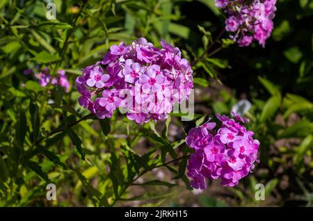 Pink summer phlox, Panicled phlox. Flowers in the garden. Idea for cards, congratulations, invitations, posters and birthday decorations Stock Photo