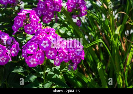 Red summer phlox, Panicled phlox. Flowers in the garden. Idea for birthday cards, greetings, invitations, posters and decorations Stock Photo