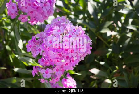 Pink summer phlox, Panicled phlox. Flowers in the garden. Idea for cards, congratulations, invitations, posters and birthday decorations Stock Photo