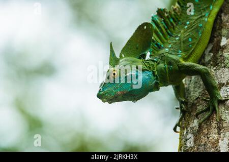 Green plumed basilisk with blue dots sitting on tree trunk in lush woods in summer Stock Photo