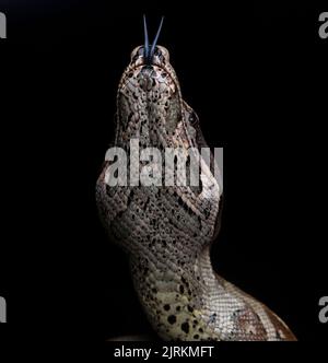 Boa constrictor hanged on tree over dark background Stock Photo