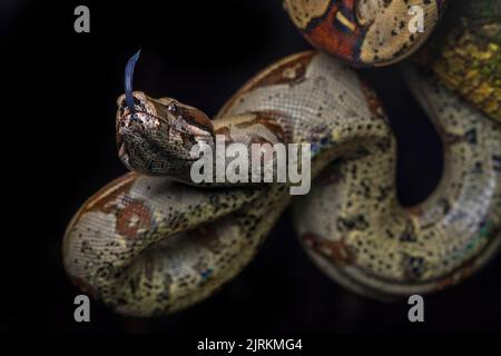 Boa constrictor hanged on tree over dark background Stock Photo