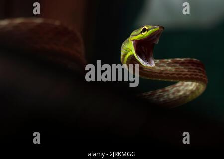 Cope snake from Ecuador with open mouth over dark background. Oxybelis Brevirostris