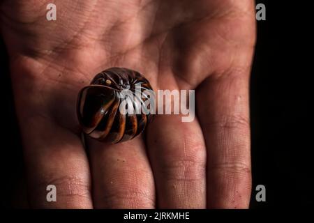 Pill bug on man's hand Stock Photo