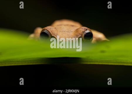 Boophis viridis: Green toad from Madagascar Stock Photo