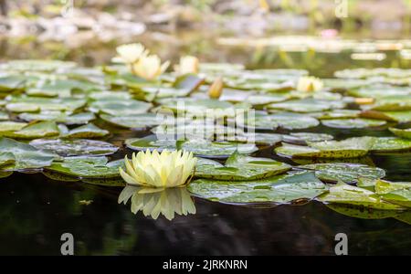 Nymphaea, white water lily flower on water surface, green leaves around, side view Stock Photo