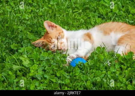 A little cat is playing with a ball in the grass Stock Photo