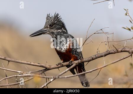 A Giant Kingfisher (Megaceryle maxima) sitting on a branch fishing. There is a droplet of water visible in the tip of its beak. Stock Photo