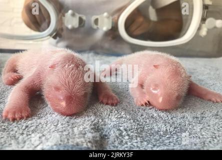 (220825) -- XI'AN, Aug. 25, 2022 (Xinhua) -- Twin giant panda cubs are pictured at the Qinling Giant Panda Research Center in Zhouzhi County of Xi'an, northwest China's Shaanxi Province, Aug. 23, 2022. An artificially-raised giant panda has given birth to a pigeon pair, or twins with one male and the other female, of cubs at a breeding base in northwest China's Shaanxi Province.TO GO WITH 'Giant panda delivers twin cubs again in China's Shaanxi' (Qinling Giant Panda Research Center/Handout via Xinhua) Stock Photo