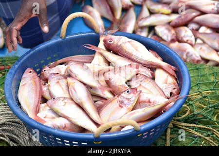 A  basket of red snapper fishes in a market Stock Photo