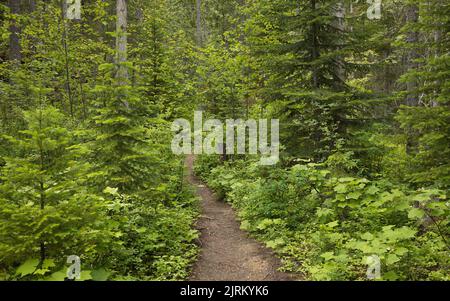 Hiking trail to Thompson Falls on Blaeberry River in British Columbia,Canada,North America Stock Photo