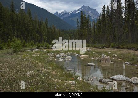 Hiking trail to Thompson Falls on Blaeberry River in British Columbia,Canada,North America Stock Photo