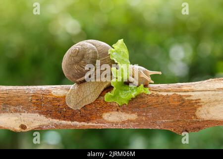 Close up shot of a snail on a branch eating lettuce. Stock Photo