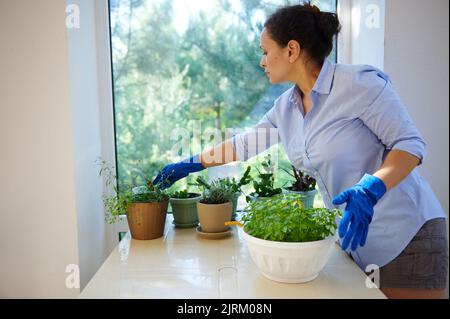 Lovely housewife in blue rubber work gloves, takes care of houseplants cultivated in the veranda of a summer cottage. Stock Photo