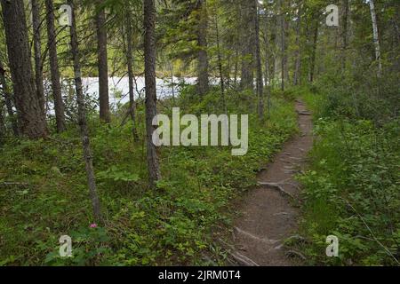 Hiking trail to Thompson Falls on Blaeberry River in British Columbia,Canada,North America Stock Photo