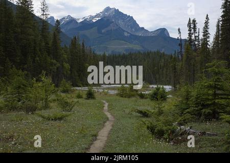 Hiking trail to Thompson Falls on Blaeberry River in British Columbia,Canada,North America Stock Photo