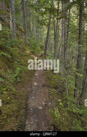 Hiking trail to Thompson Falls on Blaeberry River in British Columbia,Canada,North America Stock Photo