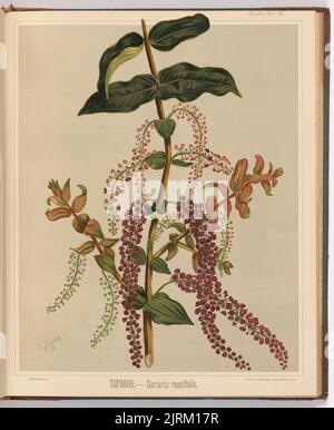 Tupakihi. - Coriaria ruscifolia. Plate 25. From the book: The art album of New Zealand flora : being a systematic and popular description of the native flowering plants of New Zealand and the adjacent islands : volume 1;., 1889, Gisborne, by Sarah Featon, Bock and Cousins. Stock Photo