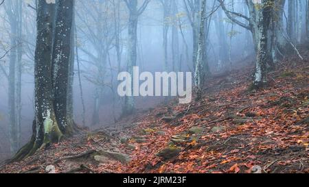 Beautiful Autumn Foggy Landscape in Garrotxa, Catalonia Stock Photo