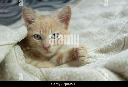 Close up of beautiful light brown baby kitten lying under white sheets on the bed looking forward against unfocused background Stock Photo