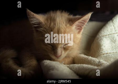 Close up of a beautiful light brown baby kitten seen from the front sleeping under white sheets on the bed against a dark background Stock Photo