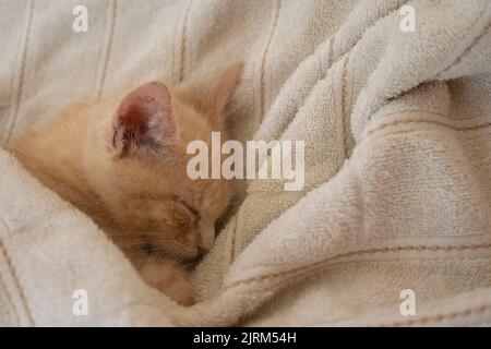 Approach to beautiful light brown baby kitten seen from above sleeping under white sheets on the bed Stock Photo