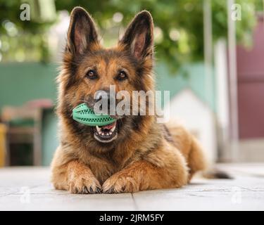 Portrait of a German Shepherd dog lying, holding her toy in a mouth, looking at the camera. Close up. Stock Photo