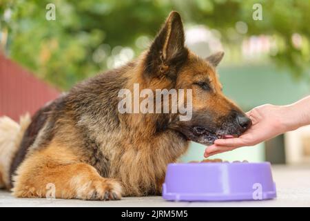 German Shepherd dog lying next to a bowl with kibble dog food, eating from man's hand. Close up. Stock Photo