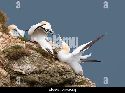 Close up of bonding Northern gannets (Morus bassana) fighting with each other, Bempton cliffs, UK. Stock Photo