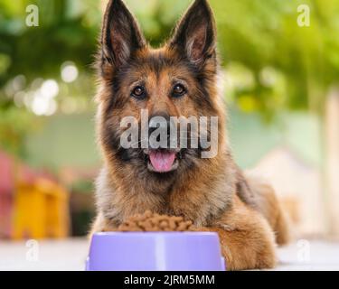 Portrait of a German Shepherd Dog lying, bowl of kibble dog food in front of her. Stock Photo