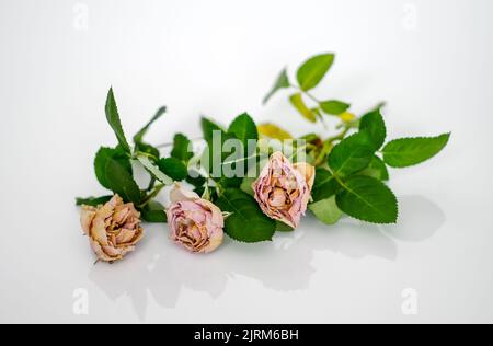 three pink roses, withered dry roses flowers isolated on a background of leaves from close distance Stock Photo