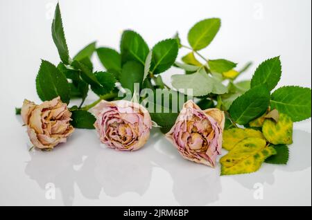 three pink roses, withered dry roses flowers isolated on a background of leaves from close distance Stock Photo