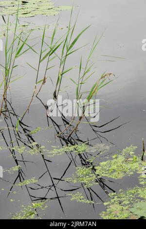 reeds and water lilliesgrowing in pond or lake Stock Photo