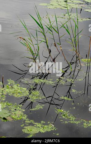 reed and water plants  in lake Stock Photo