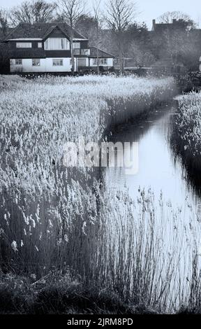coastal reed filled ditch walberswick suffolk england Stock Photo