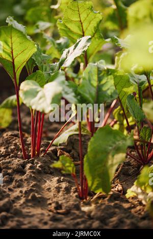 Beetroot plants growing in a row in the garden. Stock Photo
